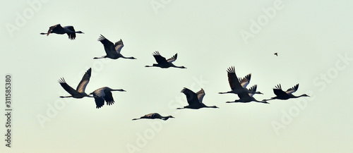 Birds in flight. A silhouettes of cranes in flight. Flock of cranes flies at sunrise. Foggy morning, Sunrise sky background. Common Crane, Grus grus or Grus Communis, big bird in the natural habitat.