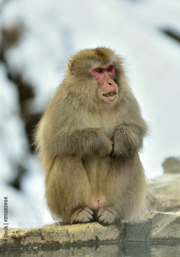 Snow monkey on the snow. Winter season.  The Japanese macaque ( Scientific name: Macaca fuscata), also known as the snow monkey.