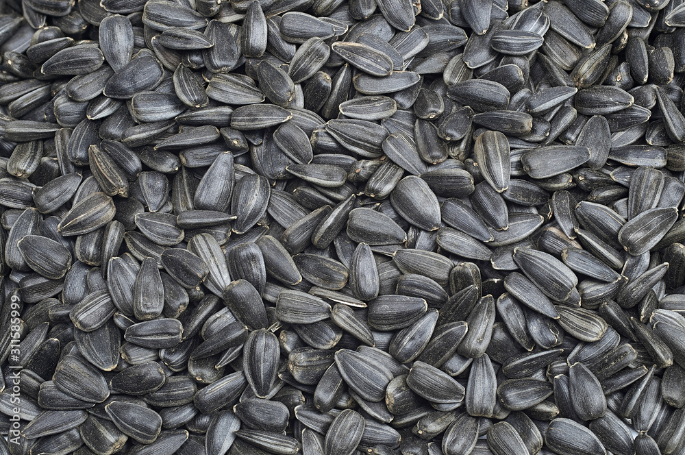 Roasted sunflower seeds large texture. For texture or background Roasted sunflower seeds large texture. For texture or background