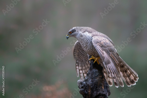 Adult of Northern Goshawk (Accipiter gentilis) on a branch in an autumn forest of Noord Brabant in the Netherlands.