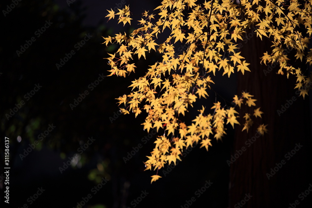 Autumnal landscape of Suizawa maple valley in the Mie Prefecture of Japan