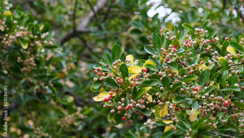 (Euonymus japonicus) Japanese spindle tree or evergreen spindle in Provence
