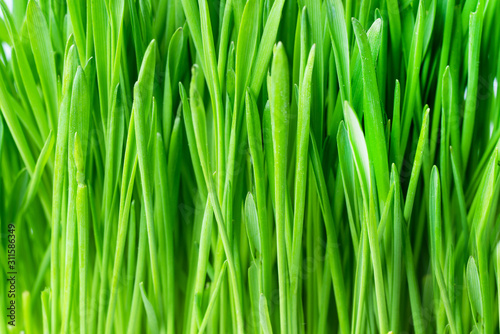 green fresh grass background closeup.