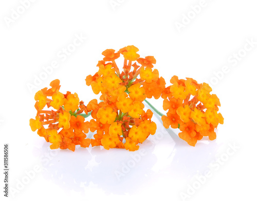 Orange flower, Lantana camara flower is isolated on white background
