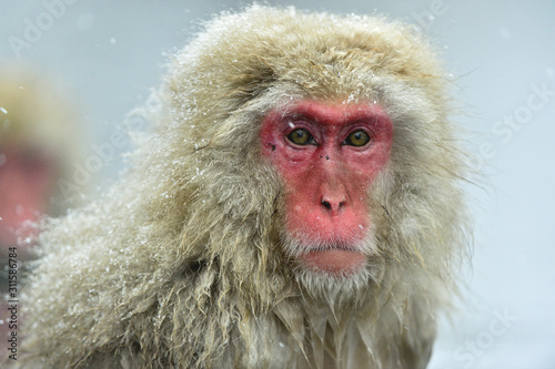 Photography Snow monkey on the snow