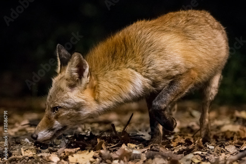 Red fox sniffing the undergrowth.