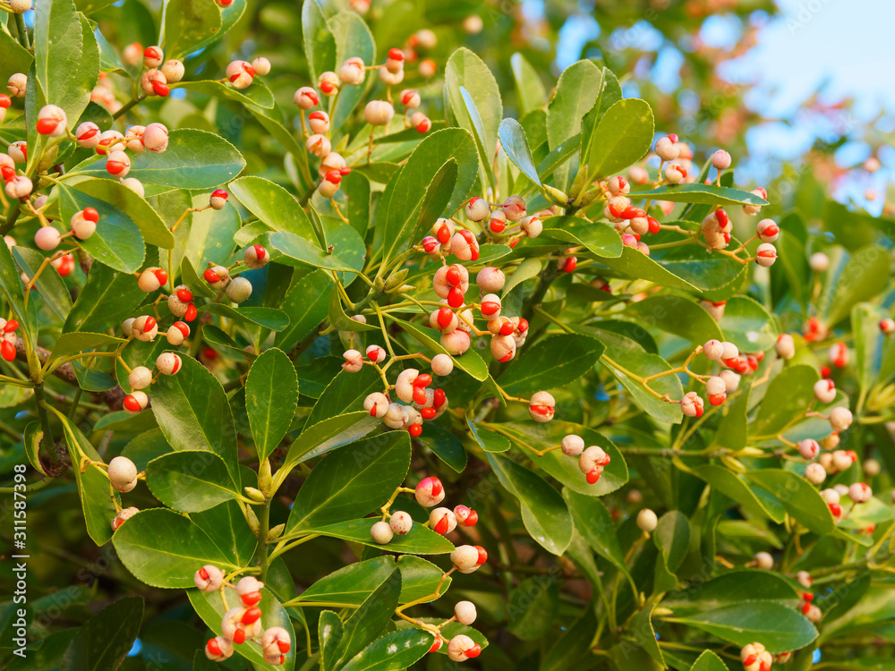Obraz premium Close-up on green leaves with fine-toothed margins und pink small capsules with orange to red seeds of Japanese spindle tree (Euonymus japonicus)