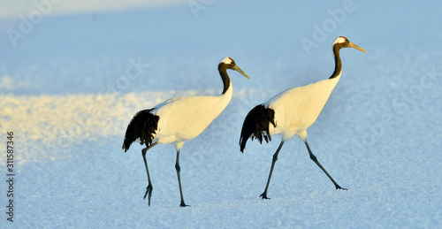 Dancing Cranes. The red-crowned crane (Scientific name: Grus japonensis), also called the Japanese crane or Manchurian crane, is a large East Asian crane.