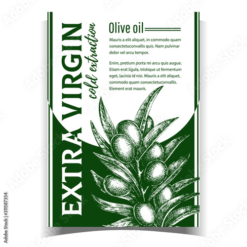 Natural Fresh Olive Tree Branch Banner Vector. Extra Virgin Cold Extraction For Olive Oil Premium Quality. Hand Drawn Vegetable With Green Leaves Layout Monochrome Poster Illustration