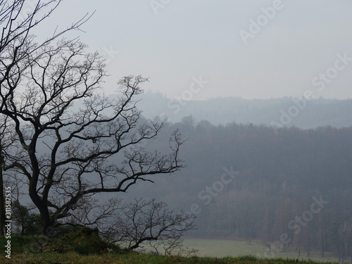 Lonely tree, fog over the lake, mountains landscape.