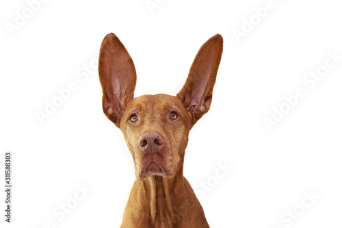 attentive and listening pointer hound dog with two ears up. Isolated on white background.