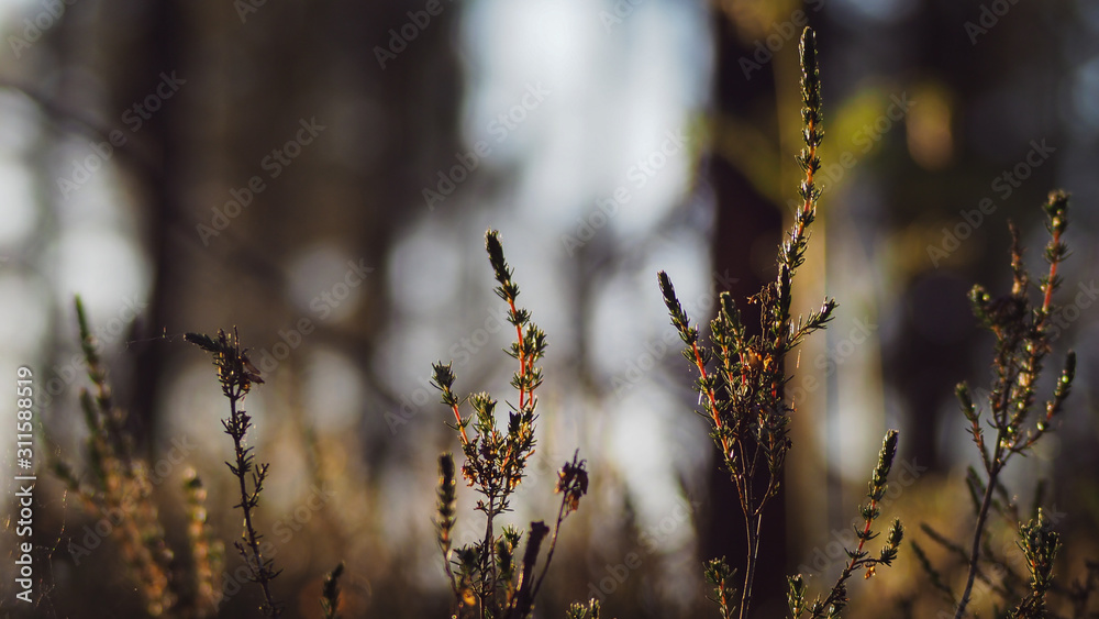 Zoom sur des bruyères, en plein cœur de la forêt landaise Zoom sur des bruyères, en plein cœur de la forêt landaise