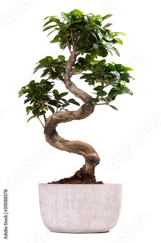 Bonsai tree potted plant