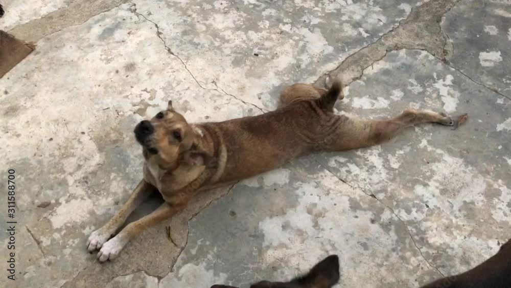 Enjoy Thai dog is playing and laying on dirty cement ground floor by itself. Happy & Playful Purebred Play on the Ground. Enjoy Thai dog is playing and laying on dirty cement ground floor by itself. Happy & Playful Purebred Play on the Ground.