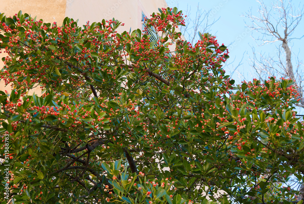 (Euonymus japonicus) Japanese spindle tree or evergreen spindle in Provence