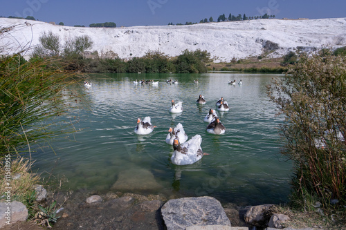 Geese swimming on lake in Pamukkale town of Denizli in Turkey. Ornithology  nobody.