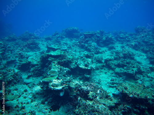 diver and coral reef © square.cross1117