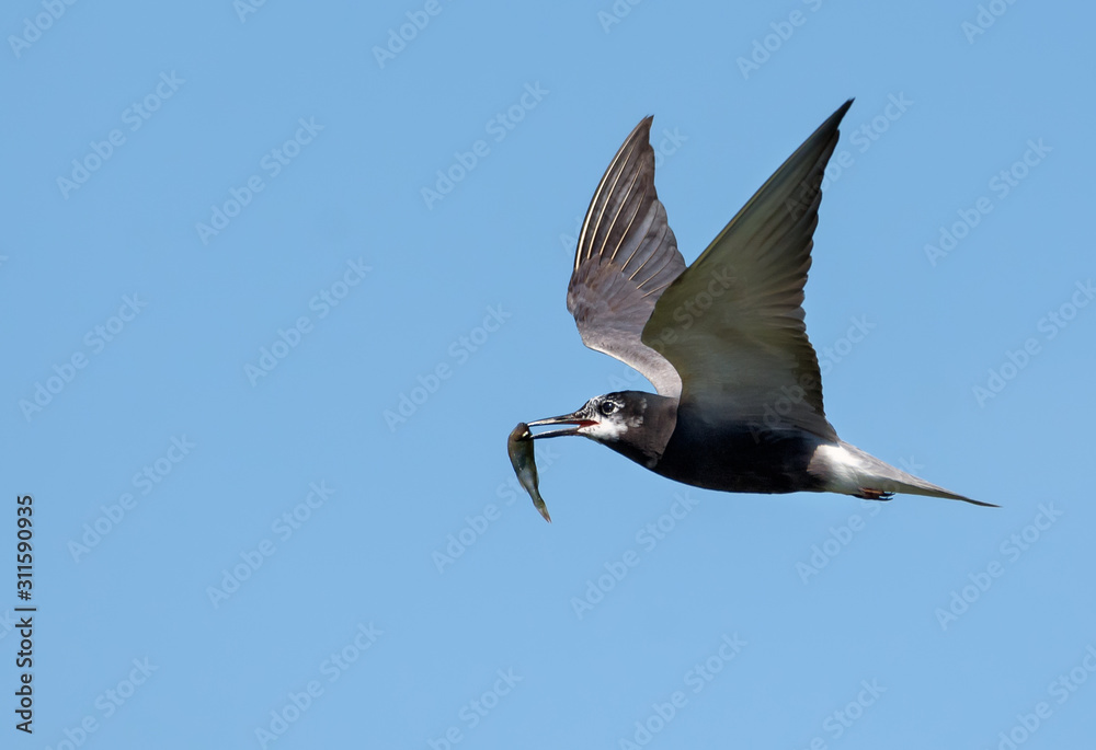 Obraz premium Adult Black tern (Chlidonias niger) flies swiftly in blue sky holding small fish in beak for children in nest