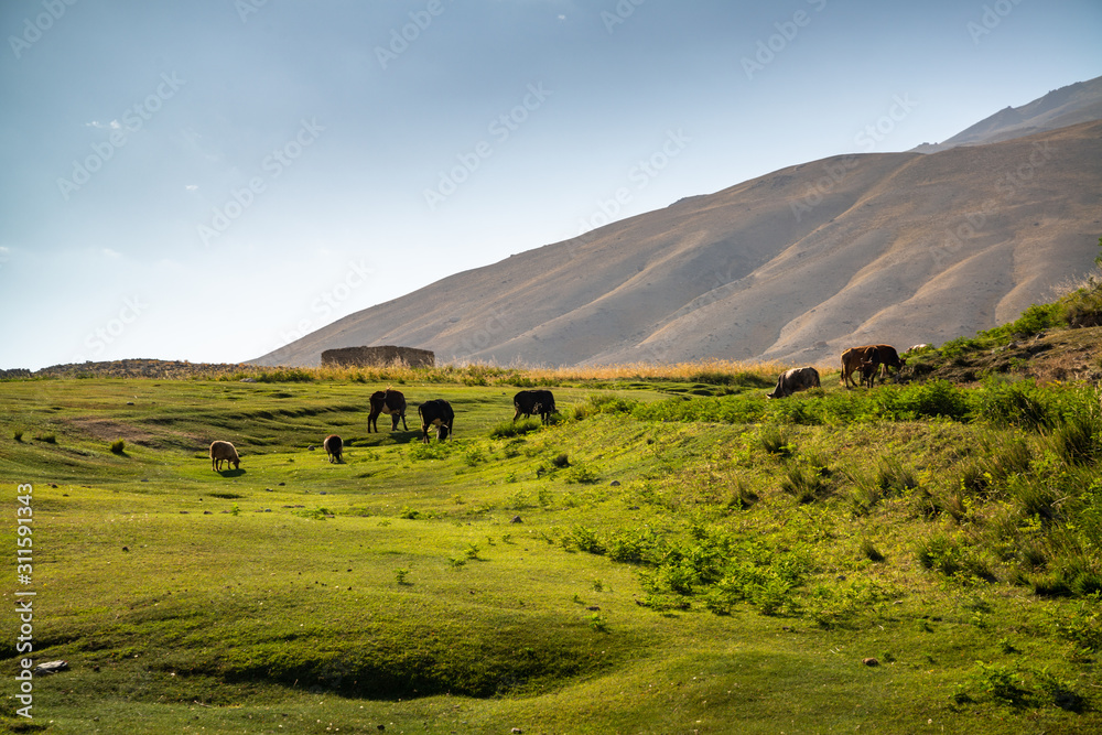 Obraz premium Animals in mountains of Ishkashim, Afghanistan