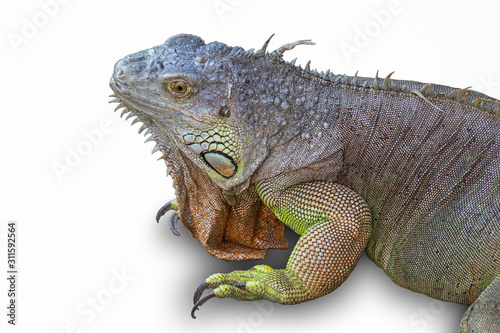 Iguana with a white background © pichit
