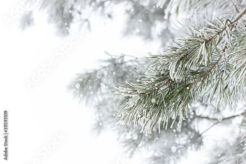 Rimed pine branch with hoarfrost snowing, beautiful christmas and new year design, winter holidays and nature concept