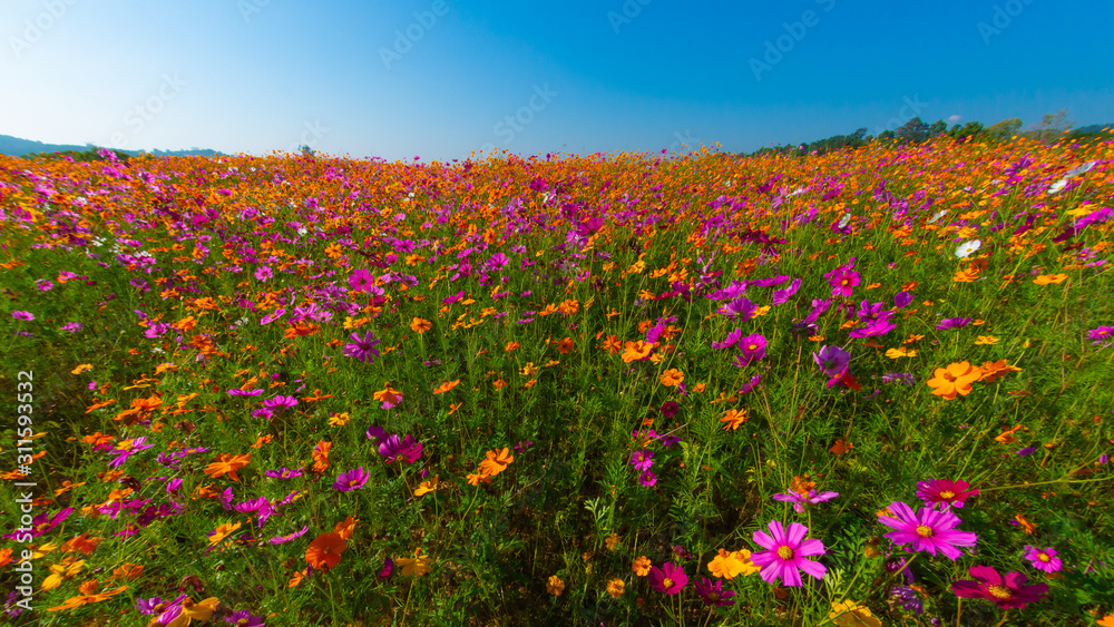 Beautiful cosmos flowers are blooming in the gardens under the blue​ sky​ background