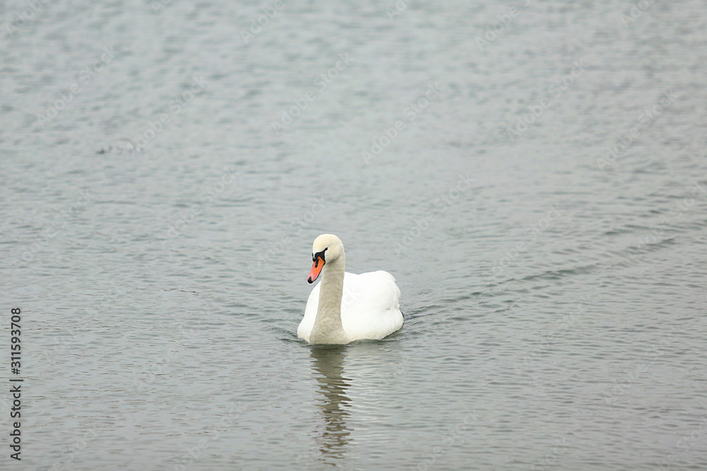 Fototapeta premium Swans on the river