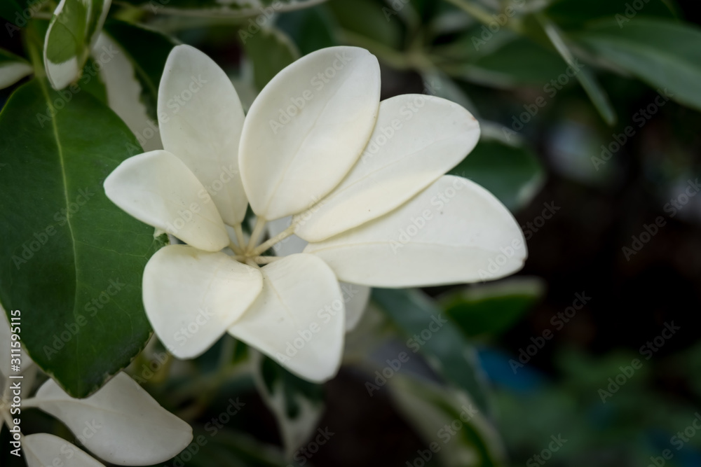 Obraz premium Green leaves pattern background. beautiful leaves background.