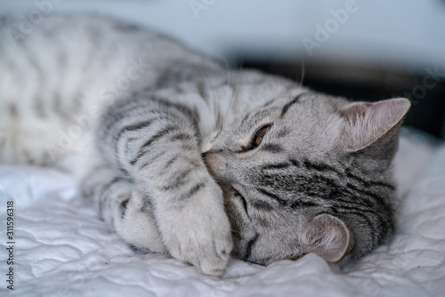 Wisky, gatto bianco e nero tigrato, adorabile e coccoloso compagno di vita  © Matteo