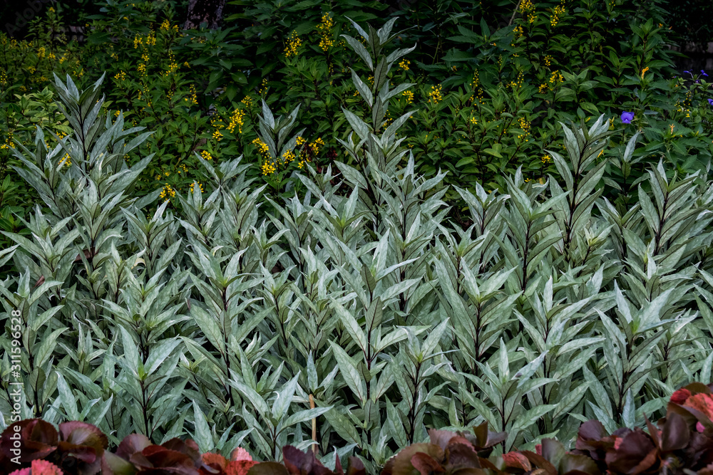 Green leaves pattern background. beautiful leaves background. Green leaves pattern background. beautiful leaves background.
