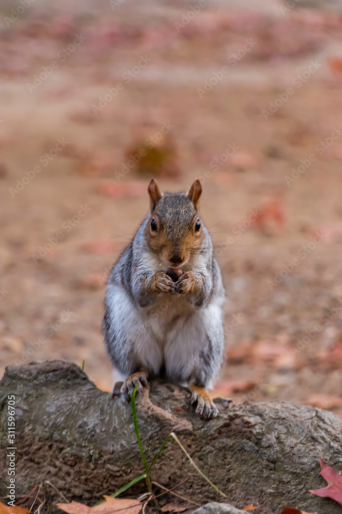 Obraz premium squirrel eating nut