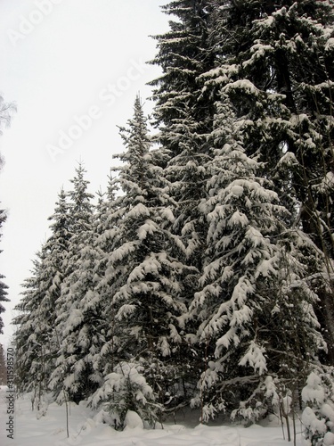 Winter. snowy spruce. furry white paws of Christmas trees. winter snowdrifts. forest in winter.