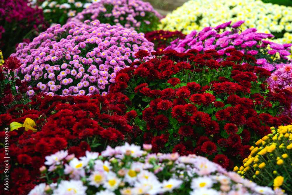 Obraz premium Many multi-colored chrysanthemums