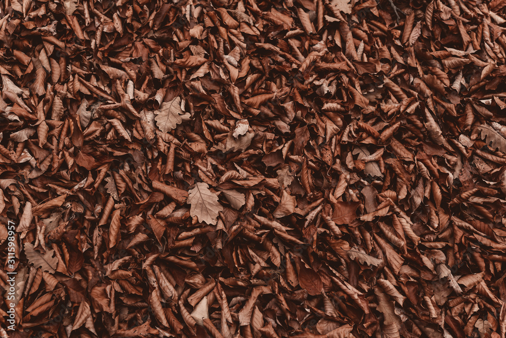Autumn dry leaves in the forest Autumn dry leaves in the forest
