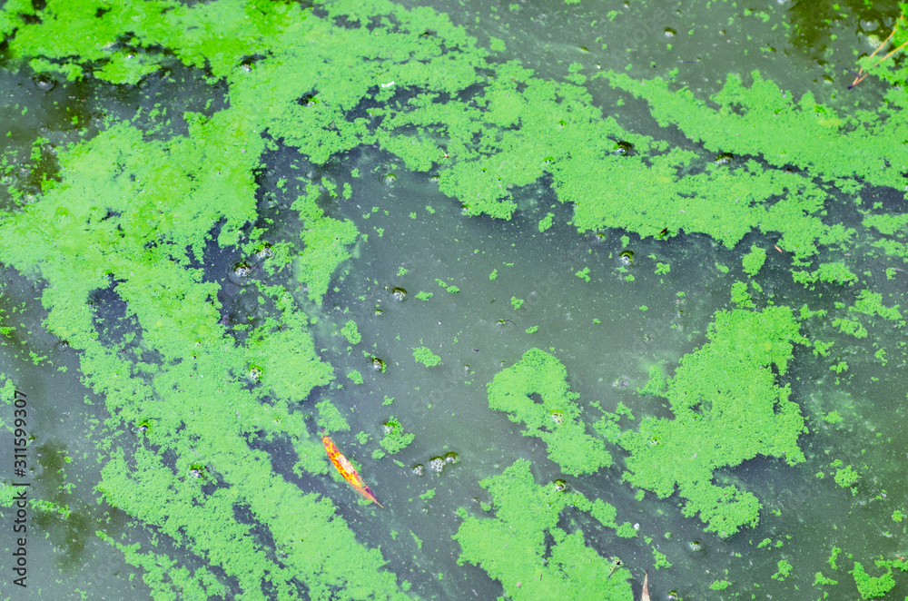 Blooming algae on the surface of the lake, background texture