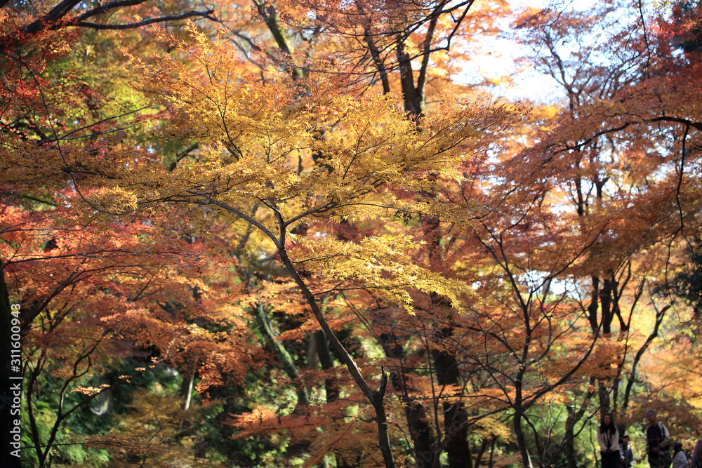 Autumnal landscape of Suizawa maple valley in the Mie Prefecture of Japan Autumnal landscape of Suizawa maple valley in the Mie Prefecture of Japan