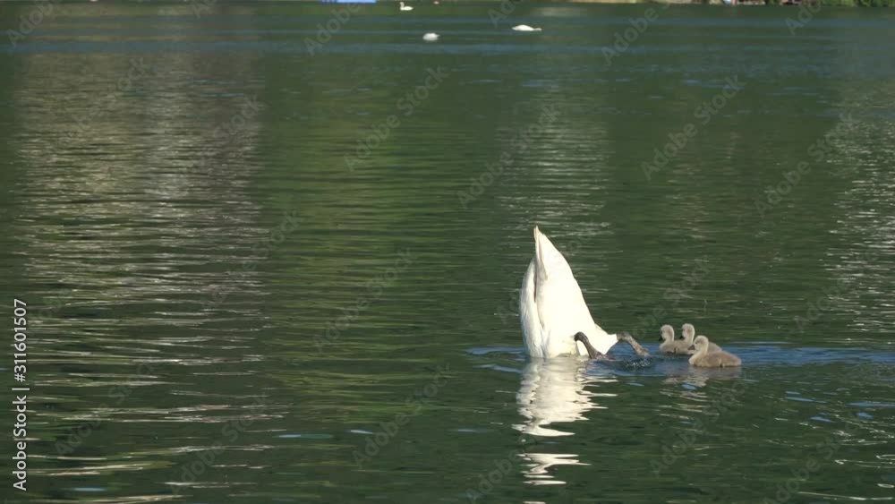 Mother swan with little baby swans in natural habitat, family, swim on distance Mother swan with little baby swans in natural habitat, family, swim on distance