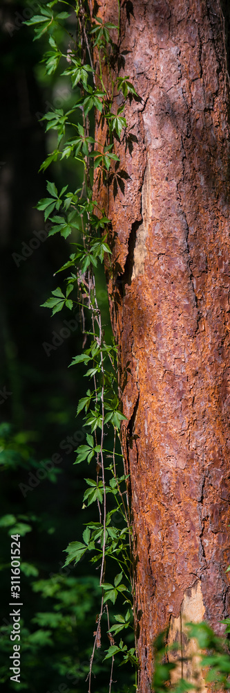 Fototapeta premium Branches of Wild Grapes Curl on the Pine Tree Trunk in the Forest.