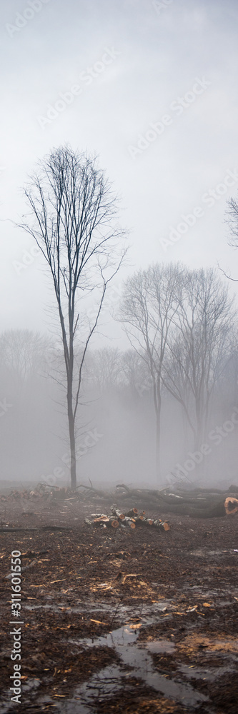Deciduous Forest Felling and Environmental Pollution. Deciduous Forest Felling and Environmental Pollution.