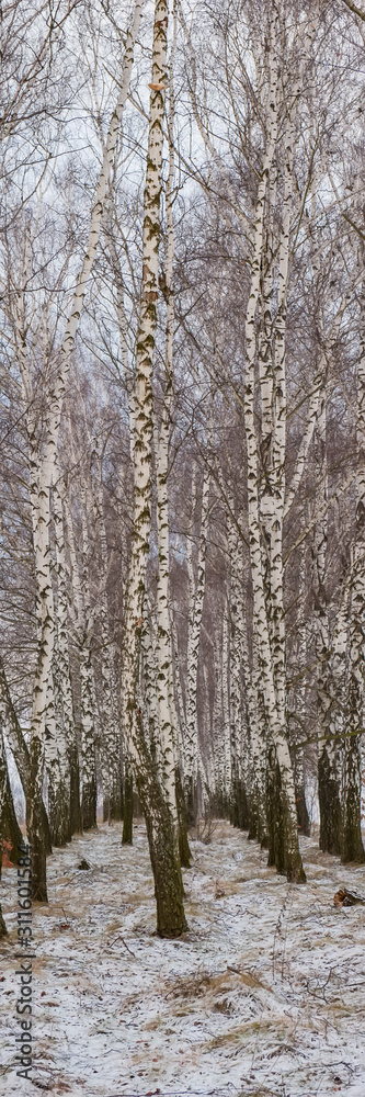 Birch Trees in the Winter Forest.