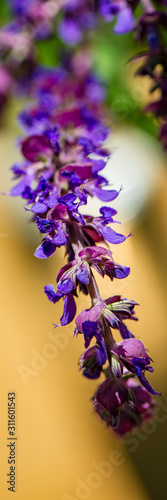 Purple Wildflowers, Close-Up.