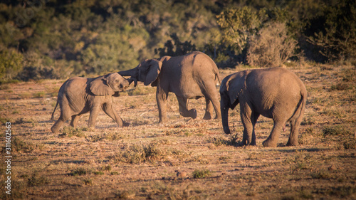 herd of elephants playing