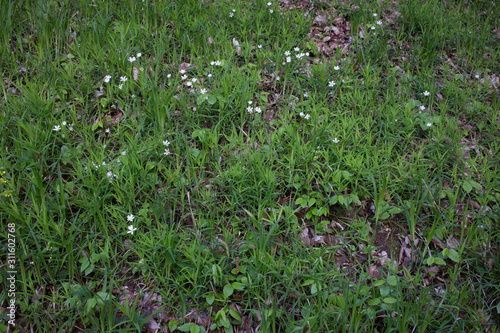 Beautiful summer meadow. photo