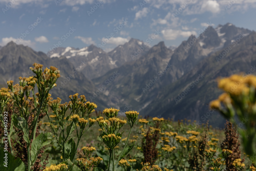 Fototapeta premium yellow flowers in the mountains