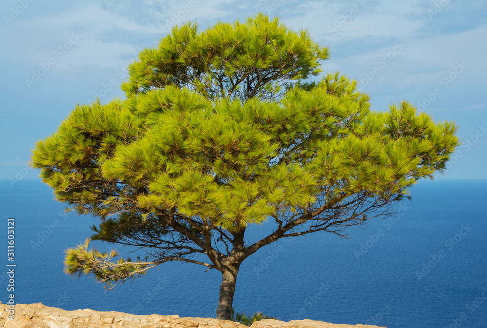 One green pine tree on cliff and in background the Mediterranean sea.