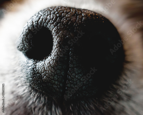 Close-up texture of dog nose