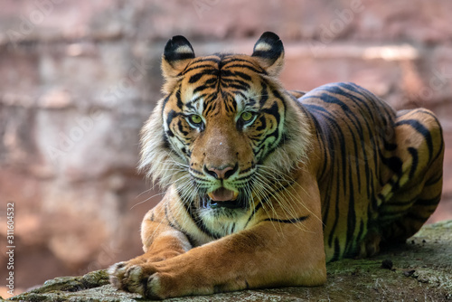 Big adult sumatran tiger with sharp eyes