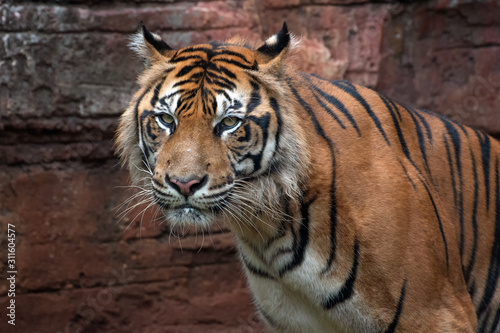 Big adult sumatran tiger with sharp eyes