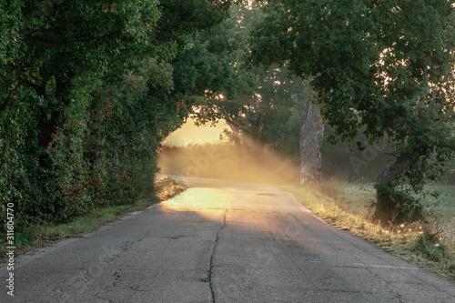Fotografie Sunlight beams through trees at the curve of a road in Tuscany