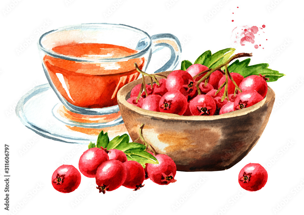 Hawthorn homemade hot tea and Bowl with Hawthorn berries. Watercolor hand drawn illustration, isolated on white background